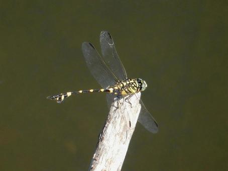 【昆虫写真】ウチワヤンマ(団扇蜻蜒) 【昆虫写真】ウチワヤンマ(団扇蜻蜒)の写真