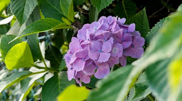 紫陽花　あじさい 紫陽花,花,梅雨の写真素材