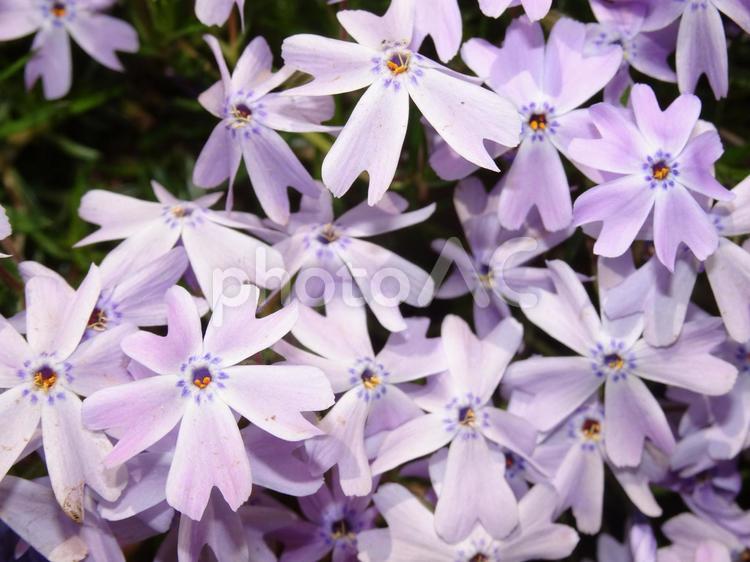 芝桜　種類不明 オーナメント（アート）,バックグランド,何人もありませんの写真素材