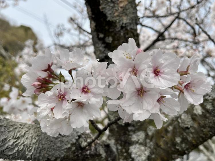 【花の写真】桜が咲く風景 桜,さくら,サクラの写真素材