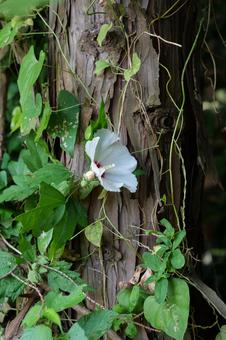 森の木に絡みついて咲くムクゲ 森の木に絡みついて咲くムクゲ ムクゲ,花,森の写真素材