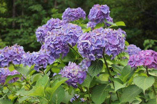 Hydrangea 87, JPG Hydrangea 87, JPG