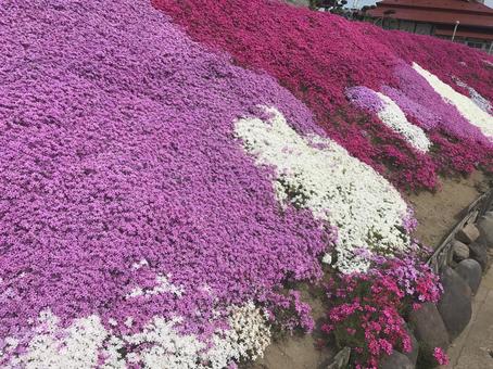 ピンクの絨毯のよう 鮮やか,自然,花畑の写真素材