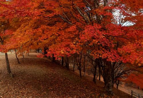 もみじ湖の紅葉 もみじ,赤,１１月の写真素材