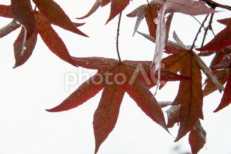透過光で葉脈が美しい紅葉の楓の葉　　バンクーバー　ブリティッシュコロンビア　カナダ 葉,楓,紅葉の写真素材