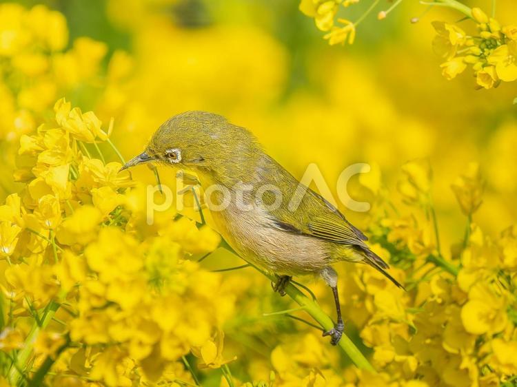 菜の花とメジロ メジロ,野鳥,鳥の写真素材