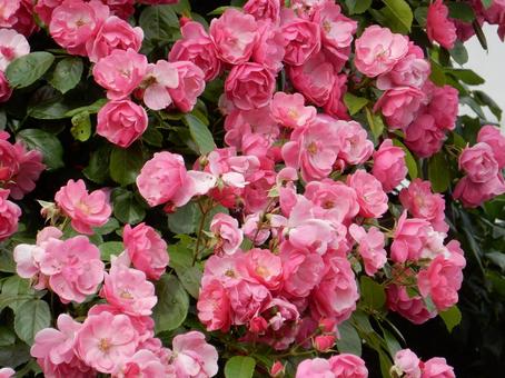 【薔薇の写真】バラの花 【薔薇の写真】バラの花の写真