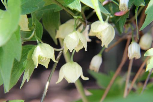 クレマチス クレマチス,咲く風景,鮮やかの写真素材
