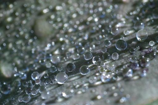 水滴 水滴の写真