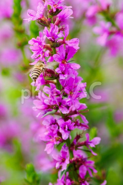 ミソハギとミツバチ⑵ 花,植物,ミソハギの写真素材