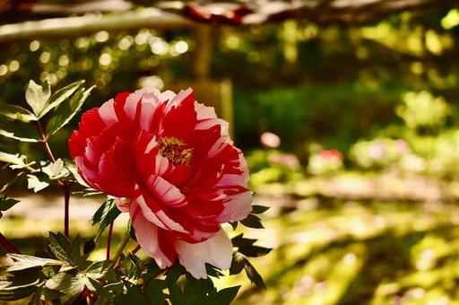 春の紅白の牡丹の花 春の紅白の牡丹の花の写真