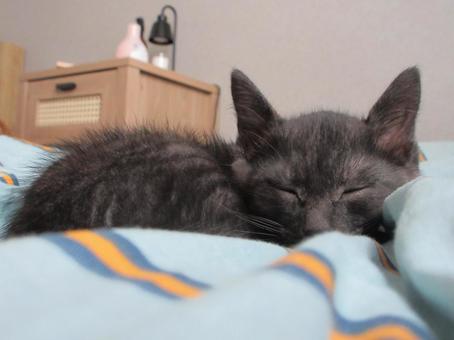 黒猫 黒猫 黒猫,寝ている子猫,猫の写真素材