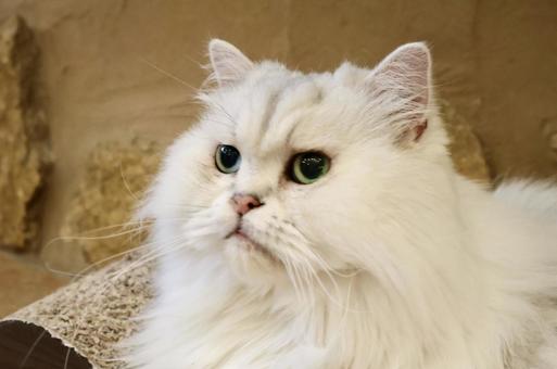 ペルシャ猫 ペルシャ猫の写真