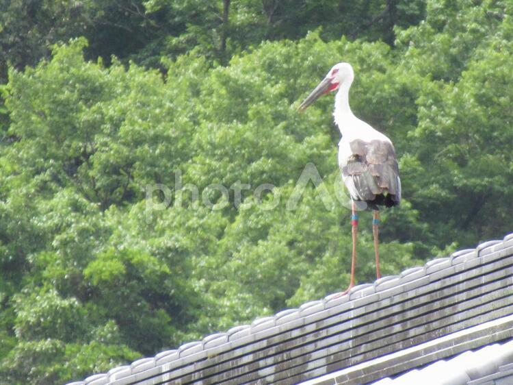 初夏の朝、屋根の上のコウノトリ 鳥,コウノトリ,自然の写真素材