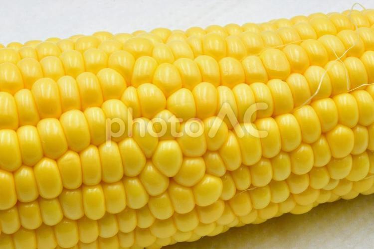 とうもろこし トウモロコシ,とうもろこし,夏野菜の写真素材