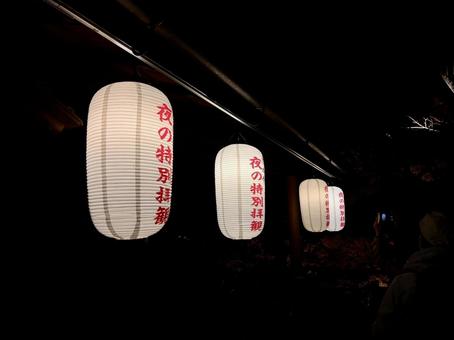 夜の提灯と参道 夜の提灯と参道 神社,灯篭,灯籠の写真素材