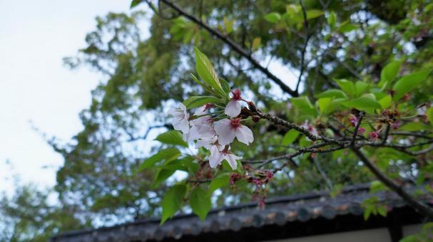 新緑がまぶしい桜の花びら 新緑がまぶしい桜の花びらの写真