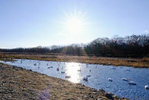 Swans on the Sai River, JPG Swans on the Sai River, JPG