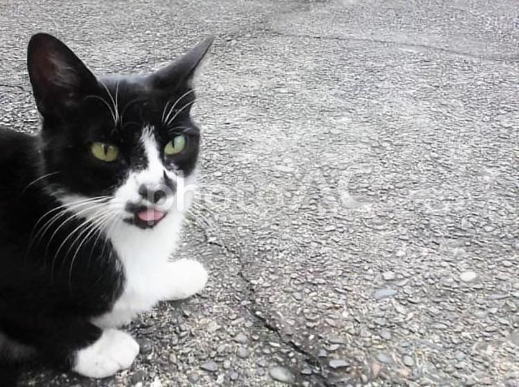 猫のテクスチャ　その２ かわいい,しろくろ,ねこの写真素材