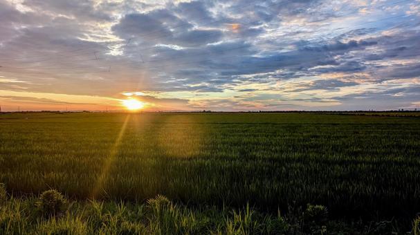 夏の夕暮れ、広がる水田 夏の夕暮れ、広がる水田 夕焼け,田んぼ,水田の写真素材