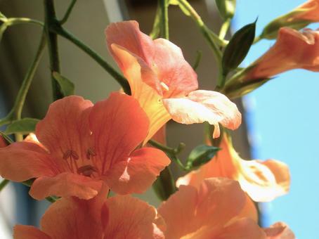 【花の写真】ノウゼンカズラ(凌霄花) 【花の写真】ノウゼンカズラ(凌霄花) ノウゼンカズラ,凌霄花,自然の写真素材