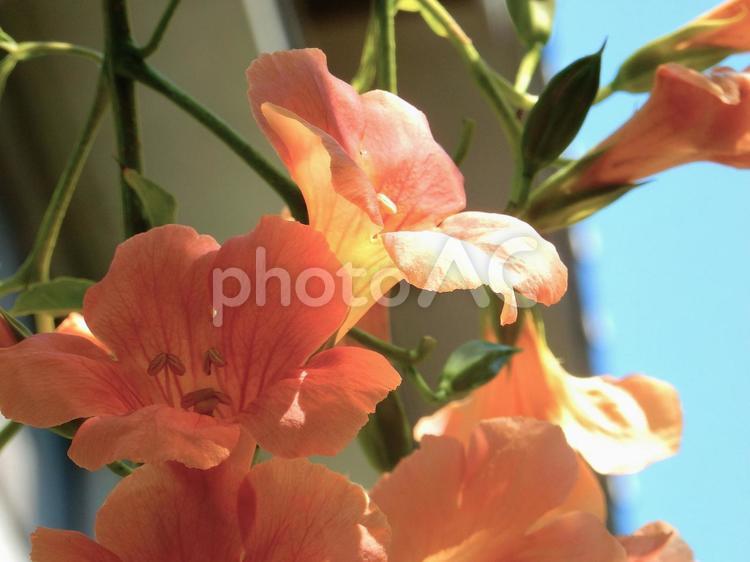 【花の写真】ノウゼンカズラ（凌霄花） ノウゼンカズラ,凌霄花,自然の写真素材