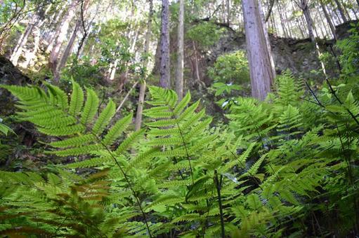 forest, gunung, plant, alas, JPG