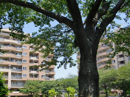 五月の緑風景-17 五月,緑,風景の写真素材