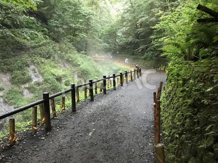 初夏のハイキングコース 木材,軽井沢,マイナスイオンの写真素材
