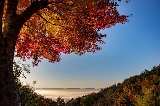 紅葉 紅葉,秋,京都の写真素材