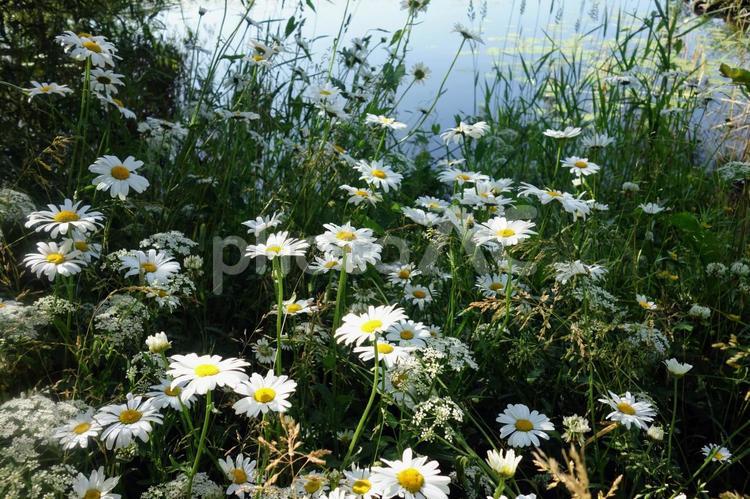 湖畔に咲くフランスギク1 フランスギク,白い花,季節の写真素材