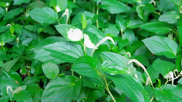 Photo, hange show, green, white, 