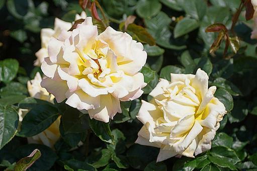 荒牧バラ園538 ピース 荒牧バラ園538 ピース 兵庫県,荒牧バラ園,バラの写真素材