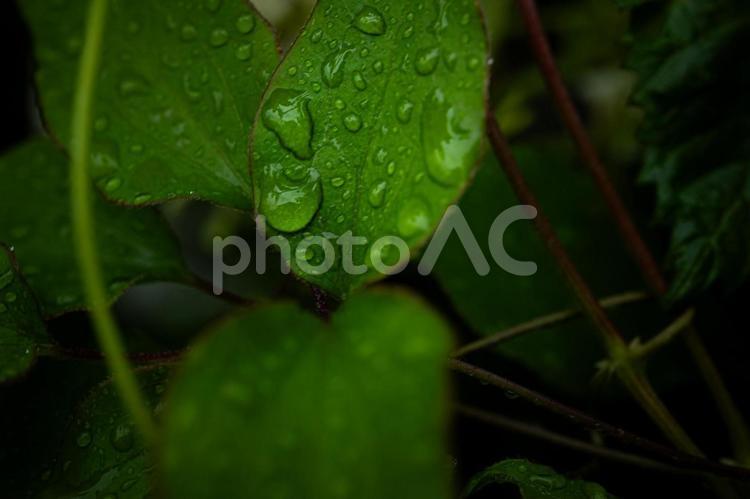 雨の日に水滴が乗った葉 雨粒,雨,水滴の写真素材