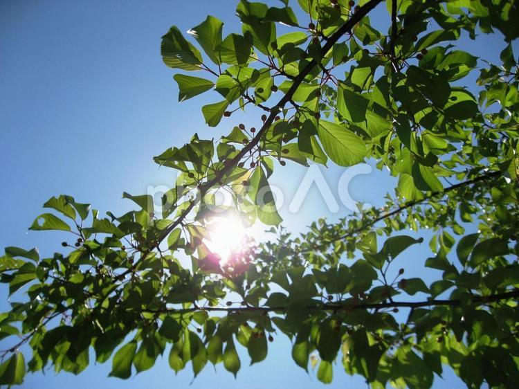 新緑と木漏れ日 木漏れ日,新緑,青空の写真素材