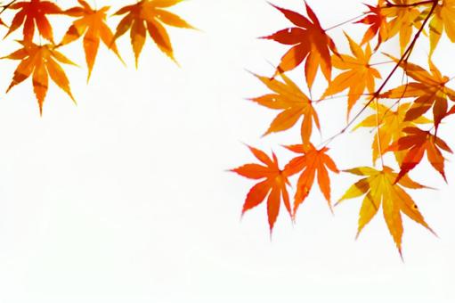 紅葉の秋もみじ 紅葉の秋もみじ 紅葉,秋,もみじの写真素材