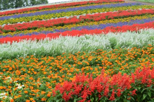 Photo, biei, flower garden, mound, 