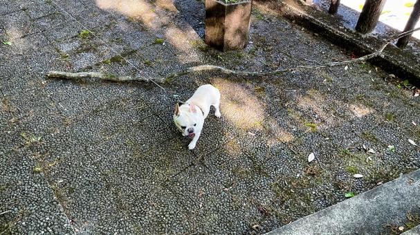 自然公園を歩くフレブル 自然公園を歩くフレブル フレンチブルドッグ,犬,公園の写真素材