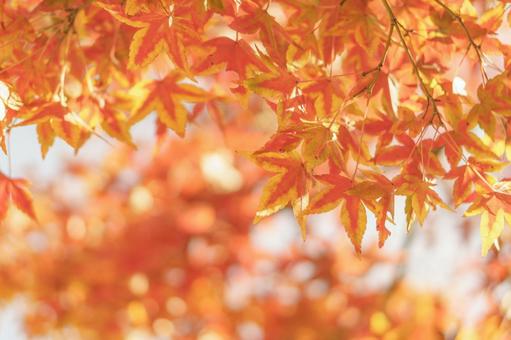 秋の紅葉の背景 秋の紅葉の背景の写真