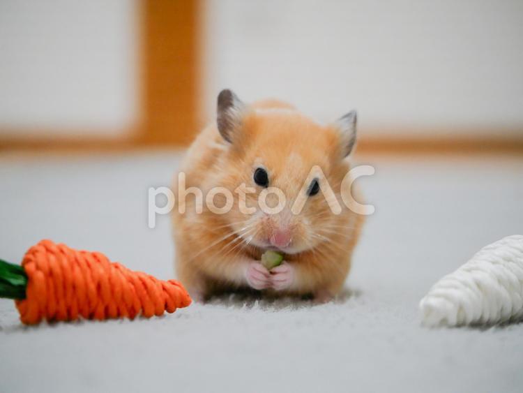 きゅうりを食べるハムスター ハムスター,キンクマ,hamsterの写真素材