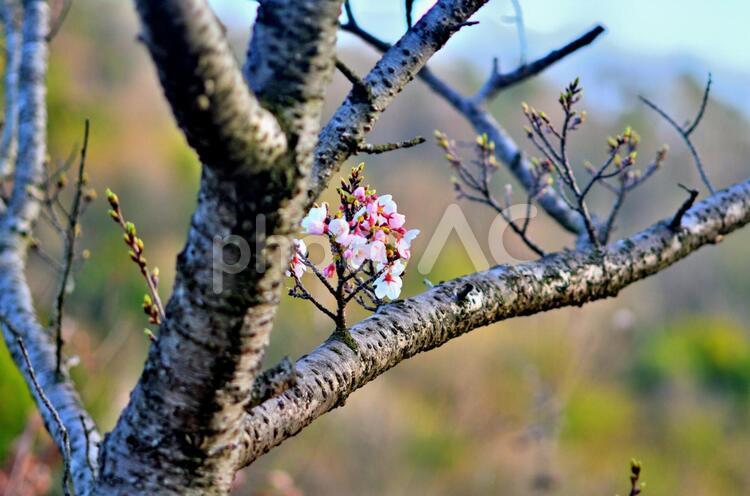 ミニチュアの桜の木 桜,サクラ,ミニチュアの写真素材