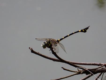 【昆虫写真】ウチワヤンマ(団扇蜻蜒) 【昆虫写真】ウチワヤンマ(団扇蜻蜒)の写真