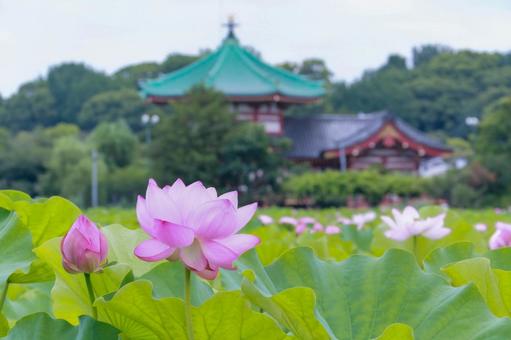Lotus, JPG Lotus, JPG