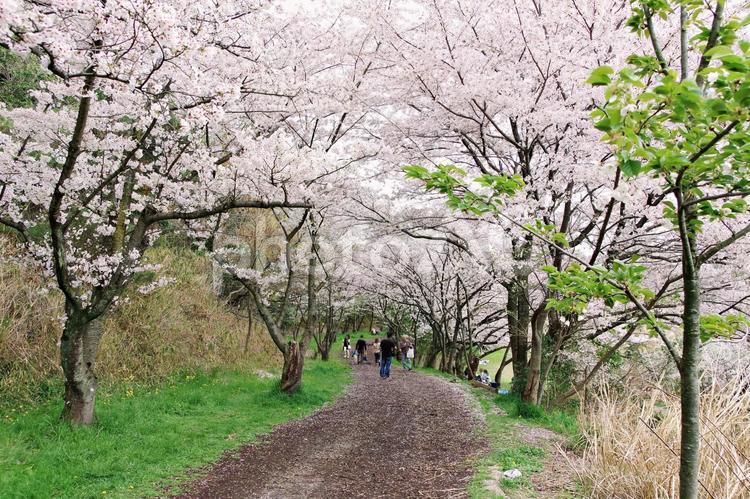 満開の桜の下で サクラ,桜,アーチの写真素材