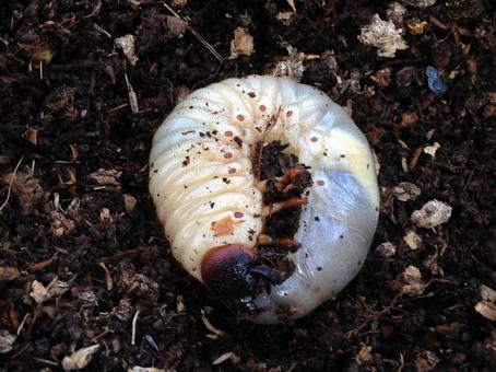 カブトムシの幼虫 カブトムシの幼虫の写真