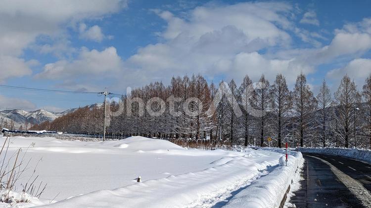 雪のメタセコイア並木 雪,雪景色,メタセコイア並木の写真素材
