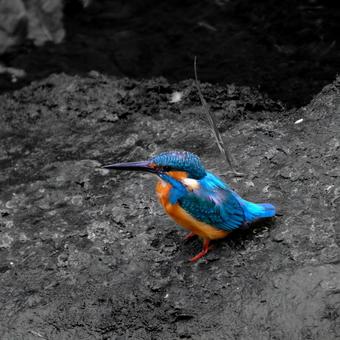 カワセミ カワセミの写真