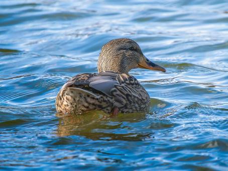 池を泳ぐマガモのメス 池を泳ぐマガモのメス マガモ,カモ,鴨の写真素材