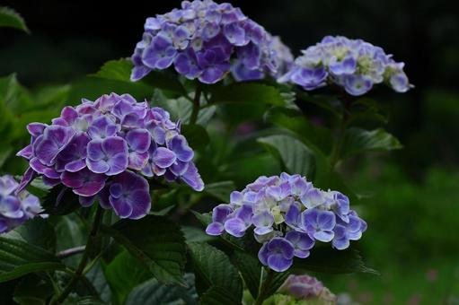 Photo, hydrangea, flower, hydrangea plant, 