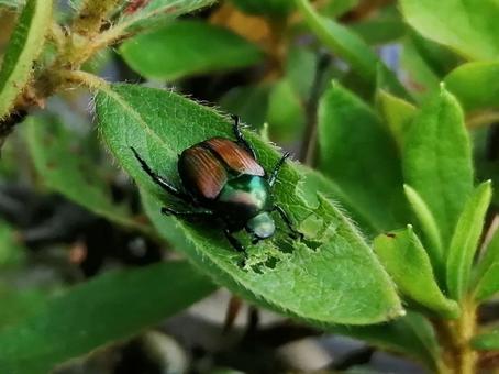 Photo, scarab, pest, adult, 